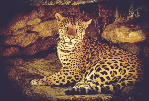 Balam-Jaguar.jpg