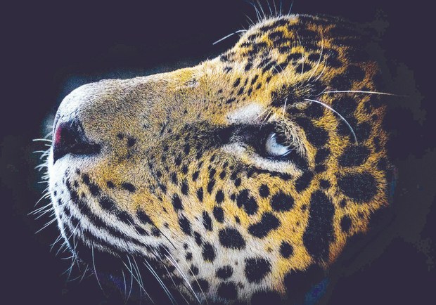 Jaguar (cautiverio)- Oaxaca.jpg