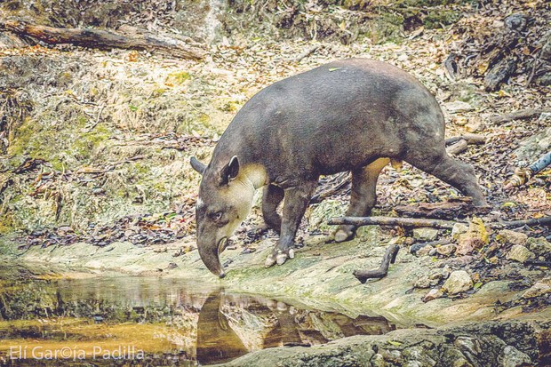 tapir.jpg