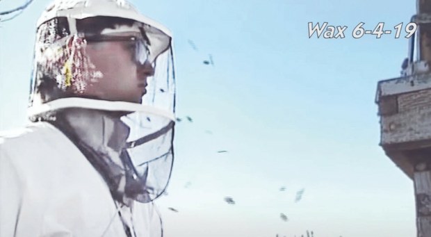 wax-bees.jpg