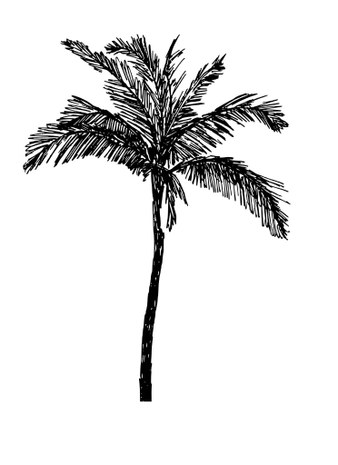 palmera.jpg palmera.jpg