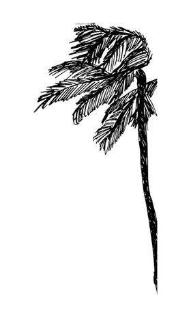 palmera2.jpg palmera2.jpg