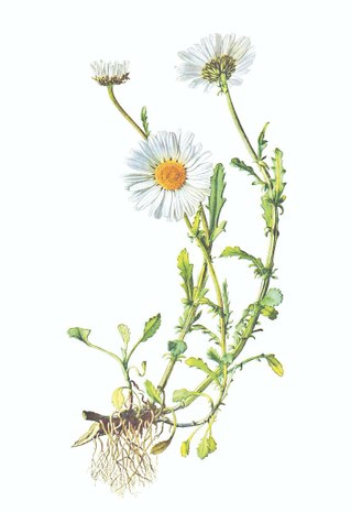 flor.jpg