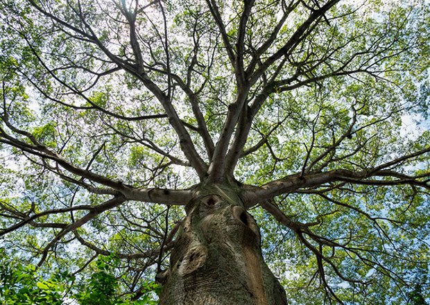 ceiba.jpg